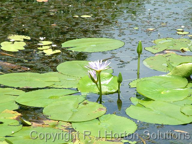 Waterlily tropical_3